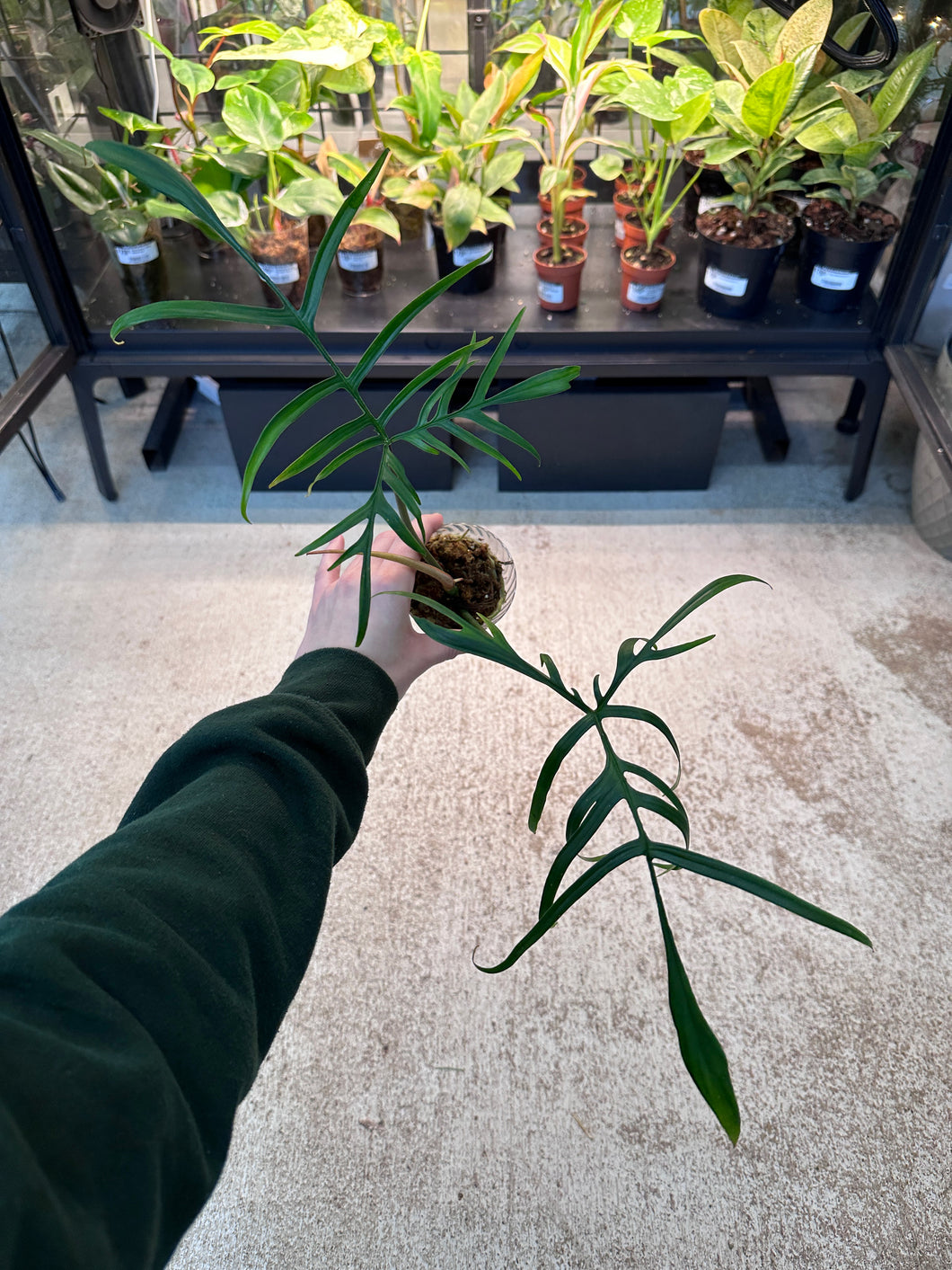 Philodendron Polypodioides Cup