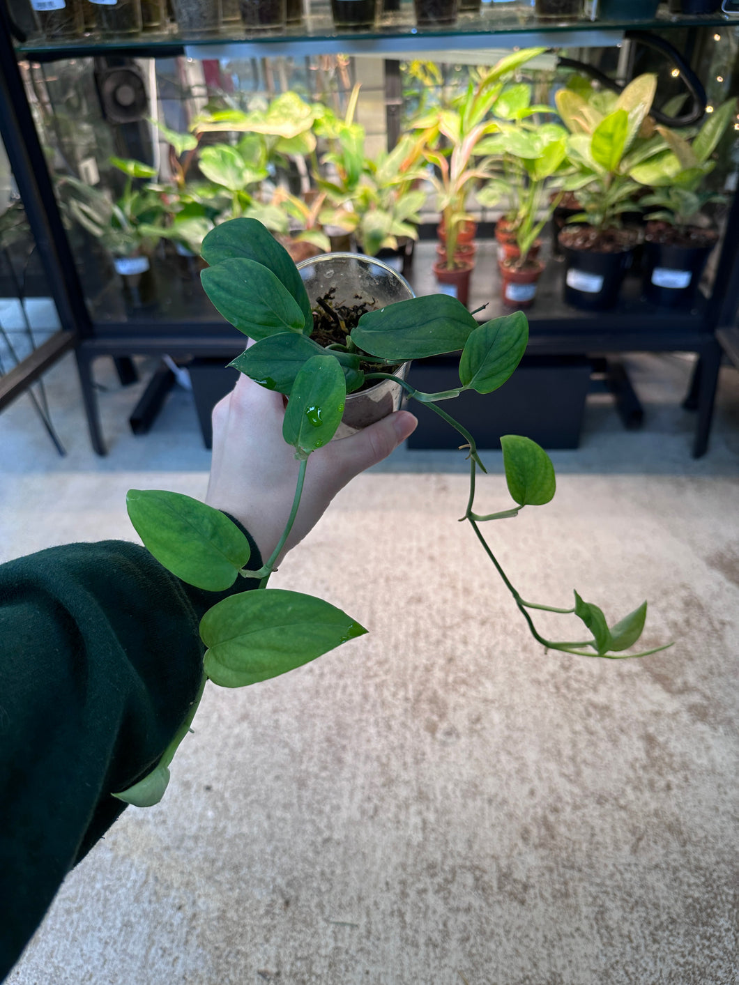 Monstera Spruceana Cup
