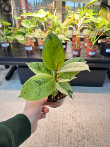 Ficus shivereana 4"