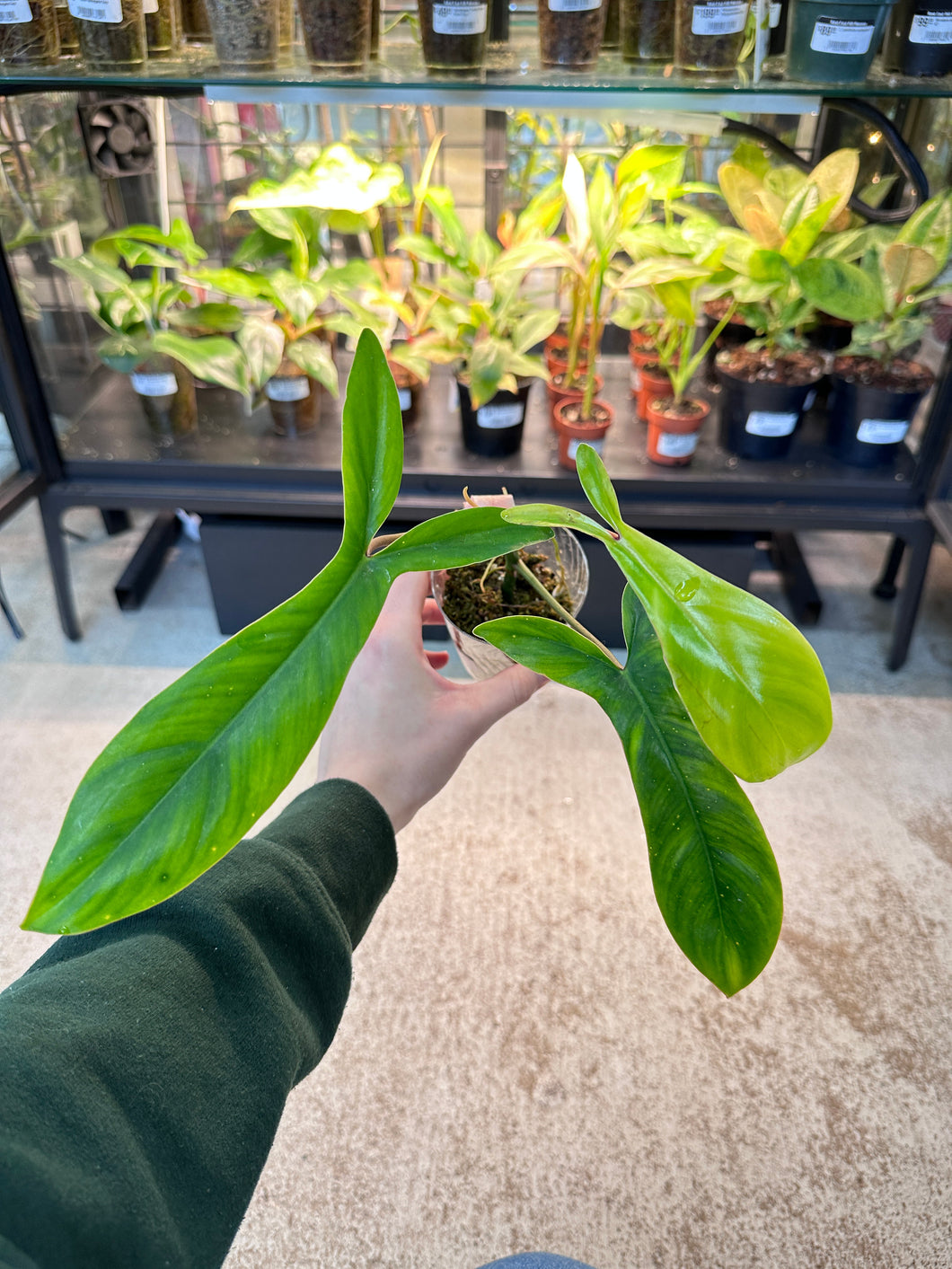 philodendron 69686 Philodendron 69686 Cup