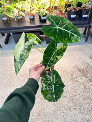Alocasia Frydek Variegata 4