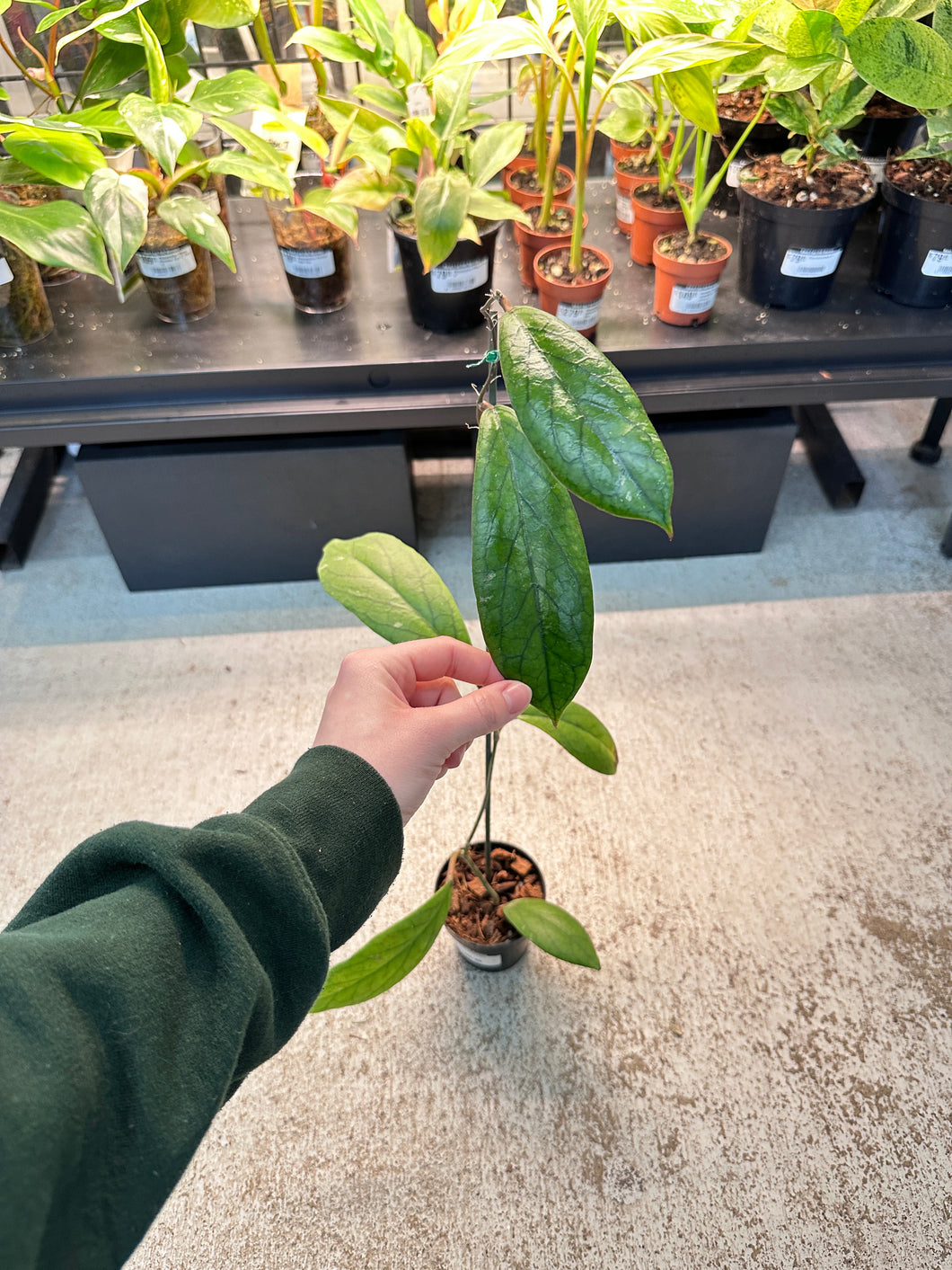 Hoya vitellinoides