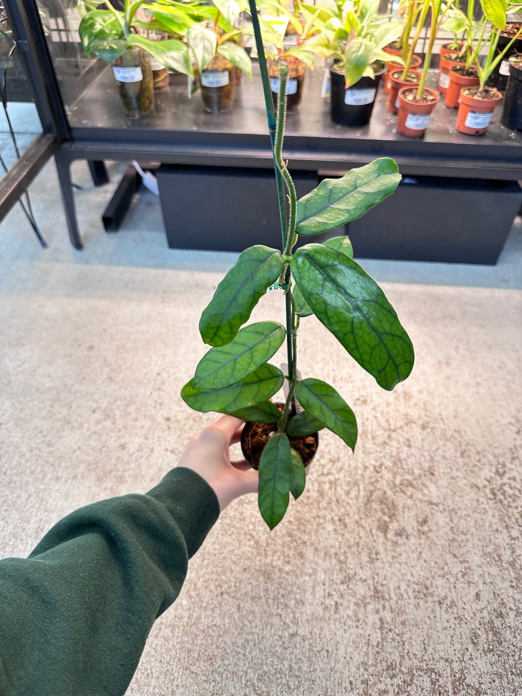 Hoya globulosa 4