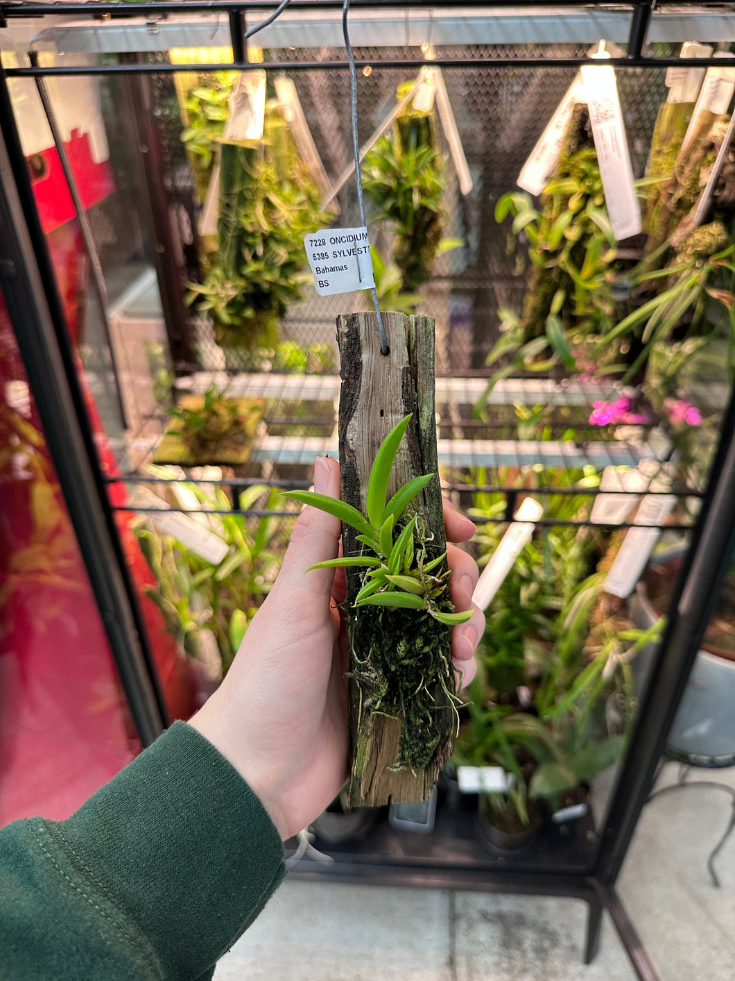 Oncidium (Tolumnia) sylvestre