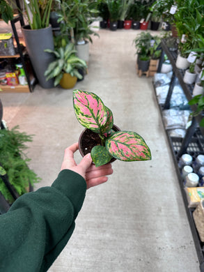 Aglaonema Lady Valentine 4