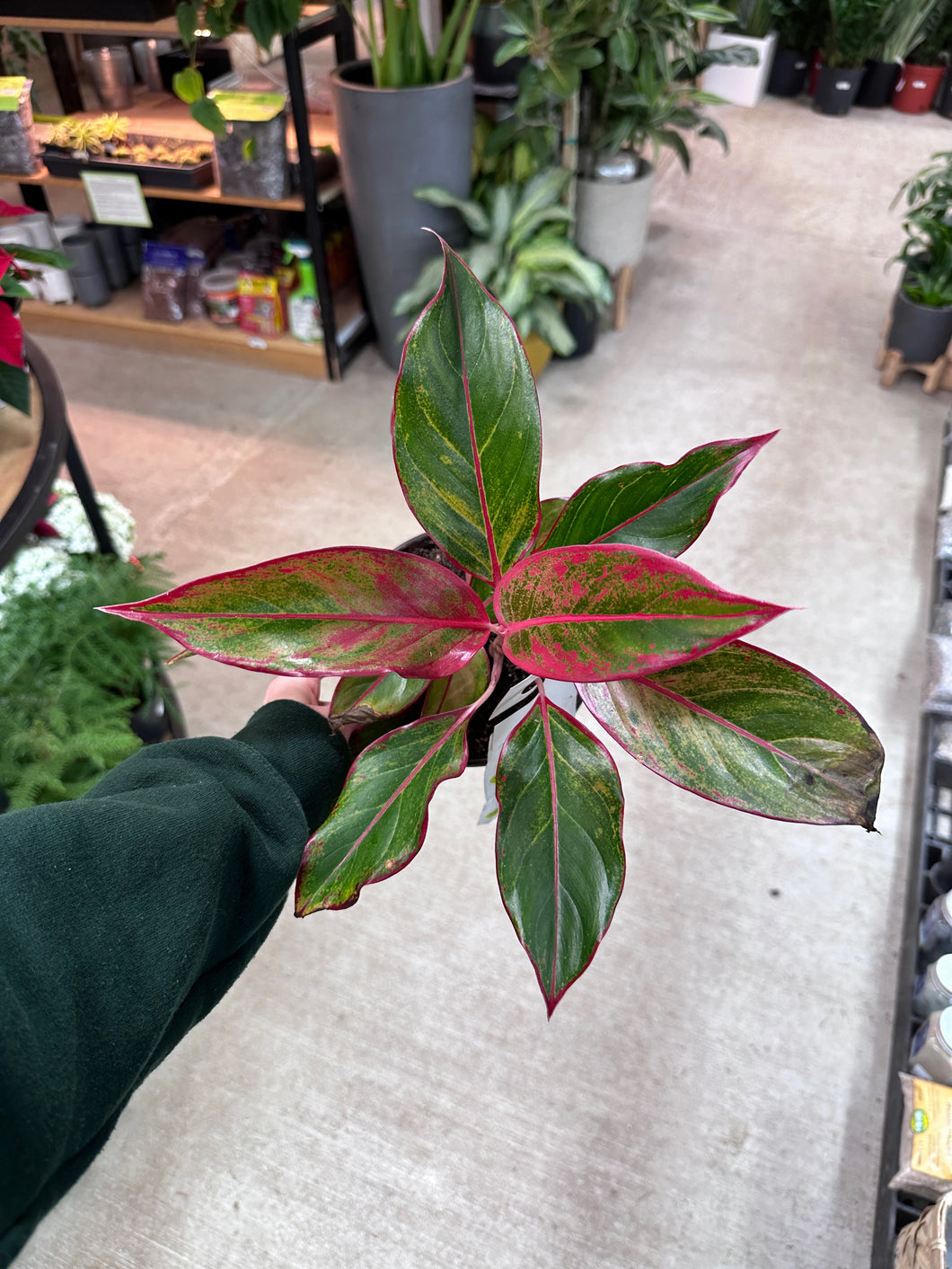 Aglaonema Siam 6