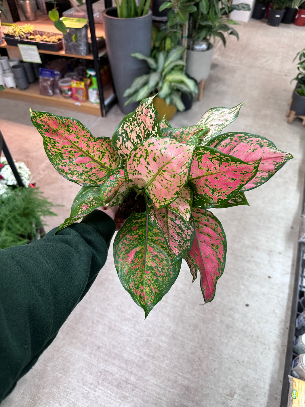 6 aglaonema lady valentine Aglaonema 'Lady Valentine' 6"