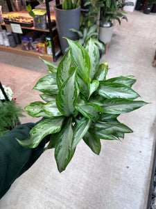 Aglaonema 'Silver Bay' 6"