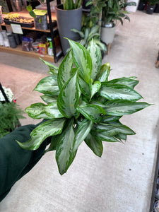 mature aglaonema Aglaonema 'Silver Bay' 6"