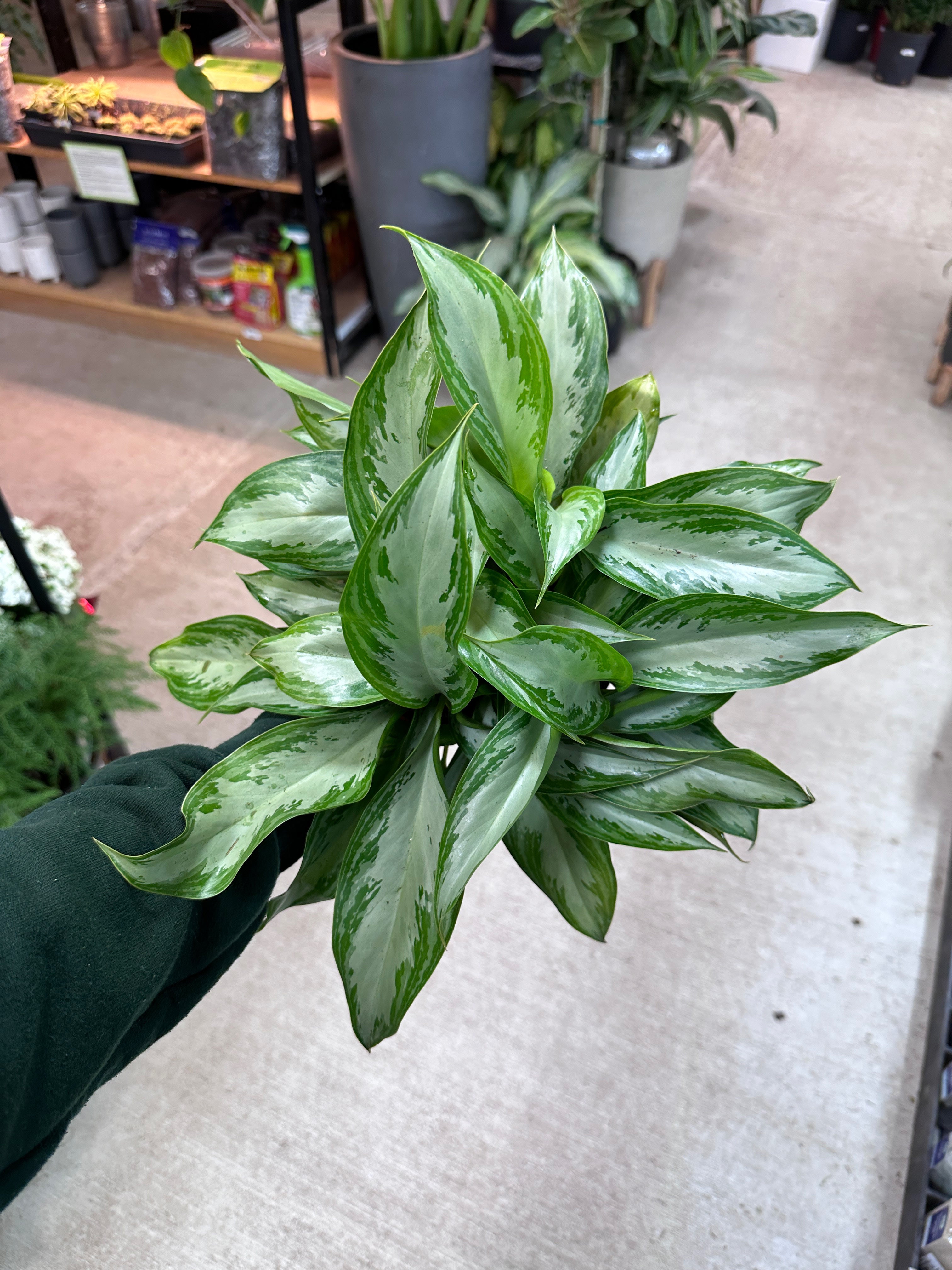 vigoro aglaonema silver bay Aglaonema 'Silver Bay' 6" – Kent East Hill Nursery