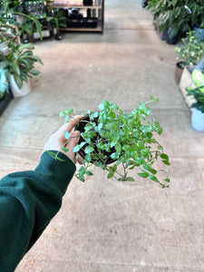 Callisia repens 'Pink Panther' 4''- Turtle Vine