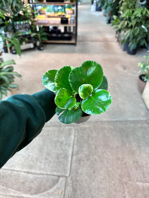 Peperomia Marble 4