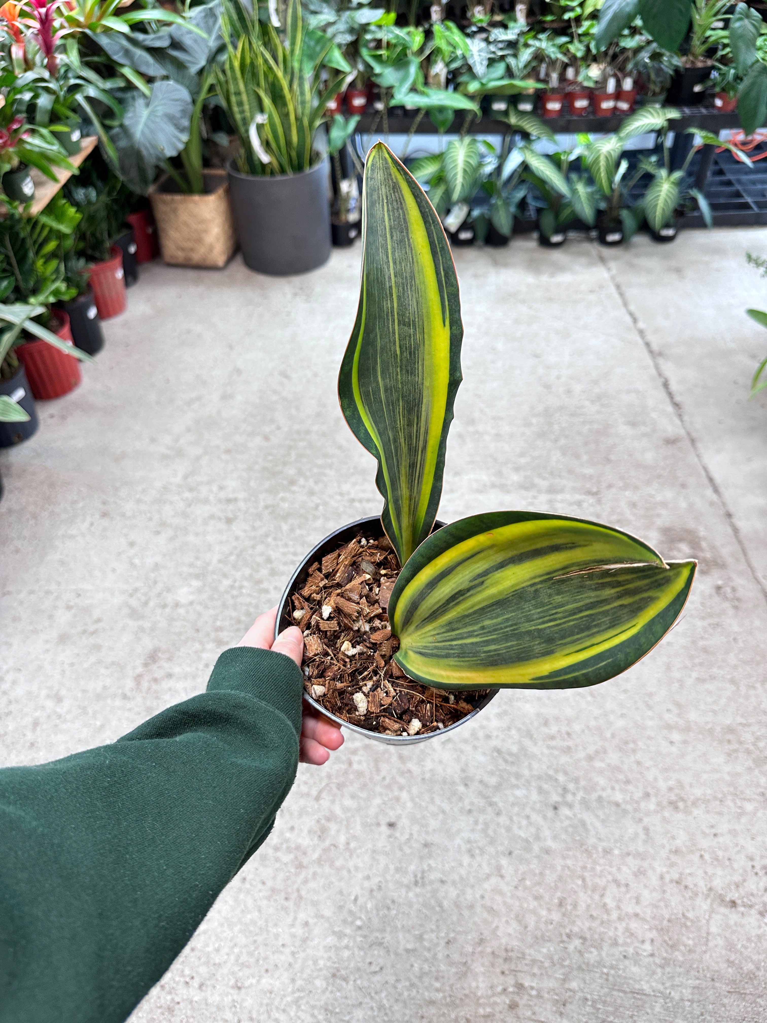 sansevieria masoniana f. variegata Sansevieria masoniana 'Variegata' 6"