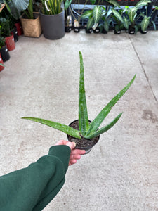4 aloe vera plant Aloe Vera 4" – Kent East Hill Nursery