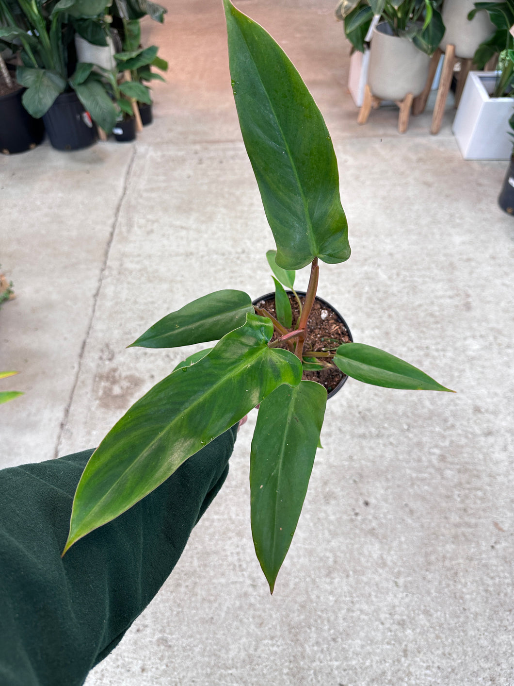 philodendron mexicanum mature Philodendron Mexicanum 6" – Kent East Hill Nursery
