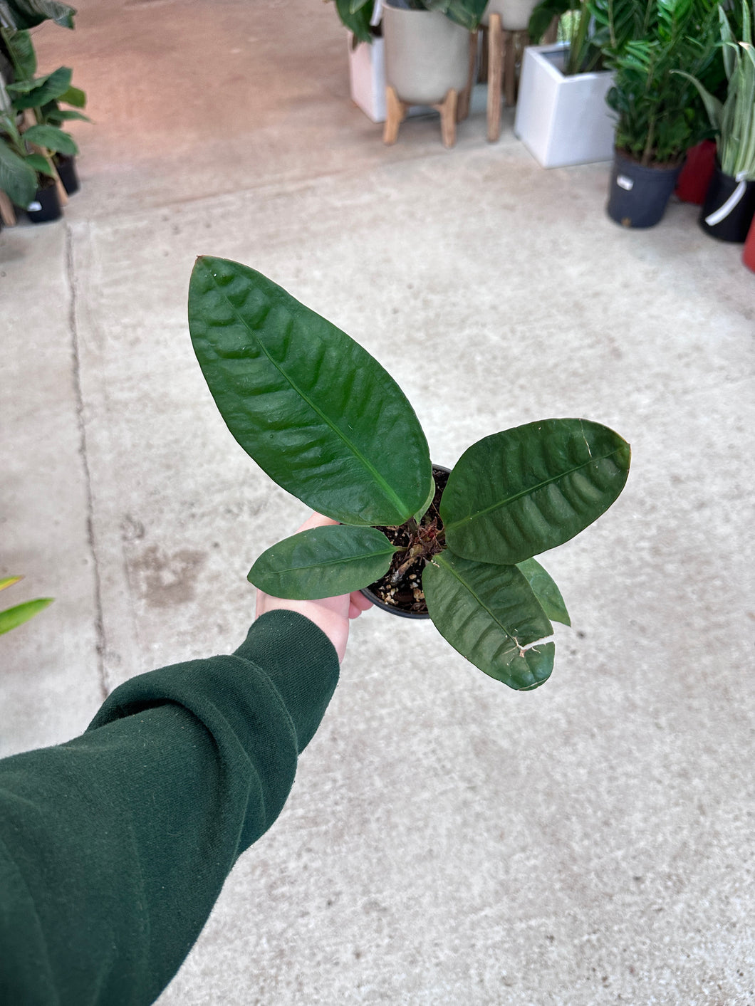 anthurium superbum size Anthurium Superbum 4" – Kent East Hill Nursery
