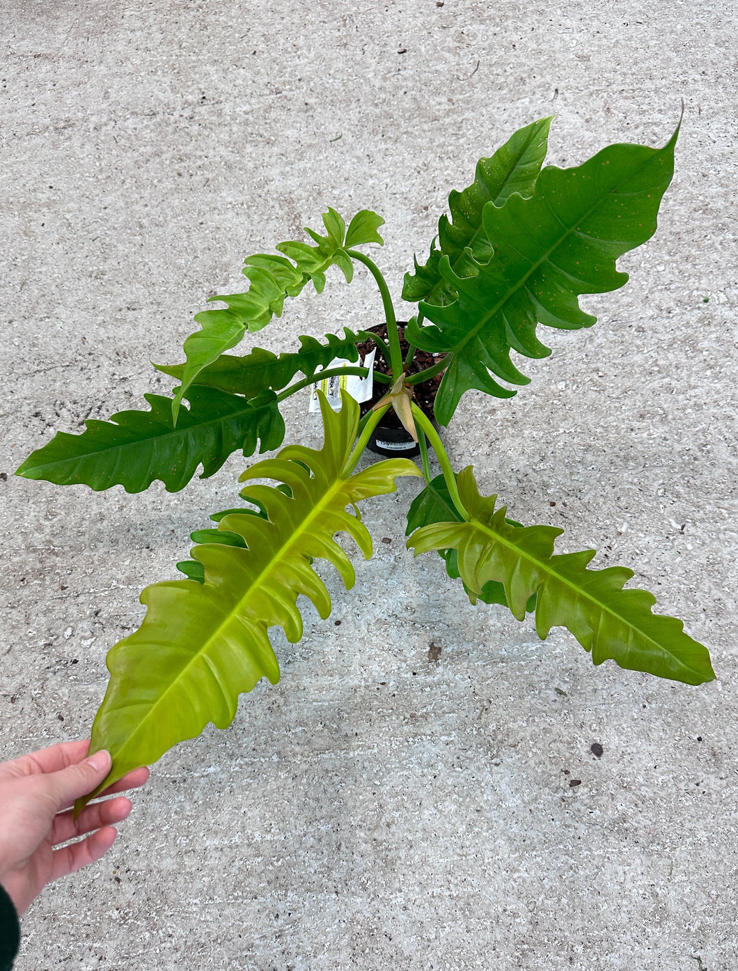 philodendron golden gator Philodendron Golden Crocodile 6" – Kent East Hill Nursery