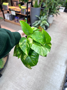 Epipremnum aureum 4" - Golden Pothos