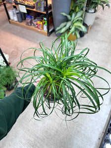 Beaucarnia sp. 6" - Ponytail Palm