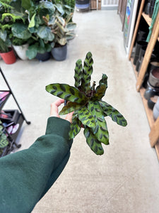 Calathea lancifolia 4" - Rattlesnake Calathea