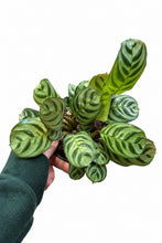 Load image into Gallery viewer, Ctenanthe burle marxii 4"