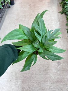 Epipremnum pinnatum Baltic Blue 6" - Baltic Blue Pothos