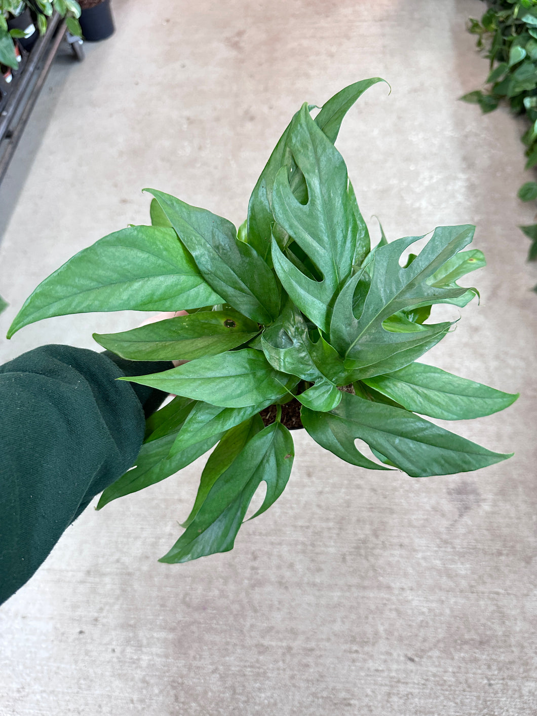 pothos blue baltic Epipremnum pinnatum Baltic Blue 6"