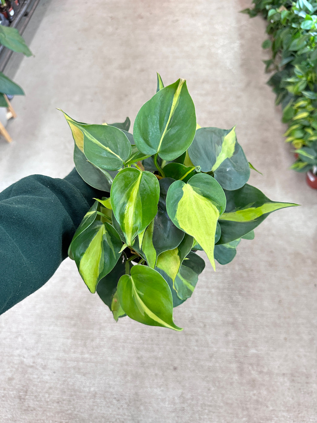 philodendron brasil 6 inch Philodendron 'Brasil' 6" Pot / Nursery Pot