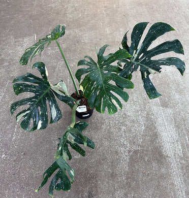 Monstera Thai Constellation Extra Large 8