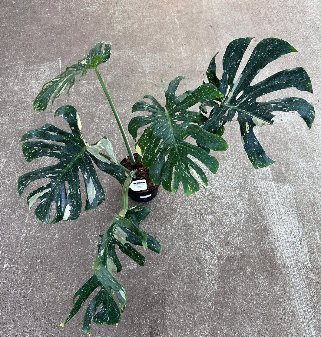 monstera deliciosa var thai constellation Monstera Thai Constellation Extra Large 8"