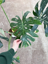 Load image into Gallery viewer, Monstera Thai Constellation Extra Large 8&quot; - Plant &quot;A&quot;