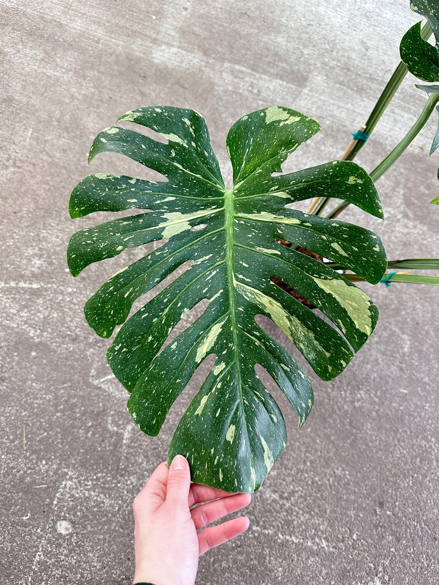 large monstera thai constellation Monstera Thai Constellation Extra Large 8"