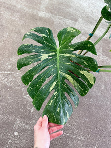 Monstera Thai Constellation Extra Large 8" - Plant "A"