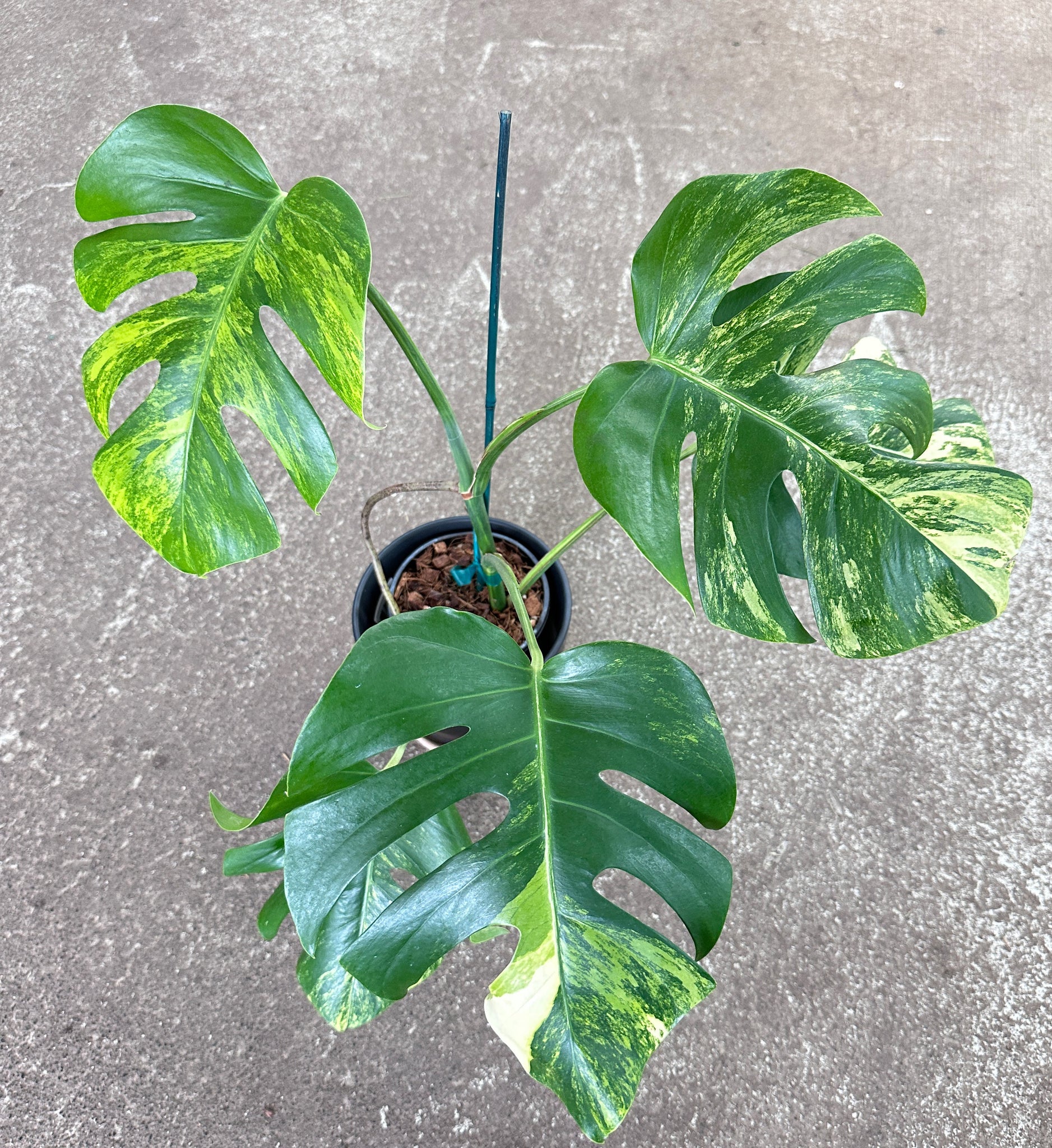 buy monstera deliciosa variegata Monstera Deliciosa Aurea Variegata Plant A XL – Kent East Hill Nursery