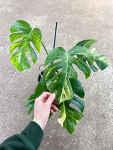 Load image into Gallery viewer, Monstera Deliciosa Aurea Variegata Plant A XL