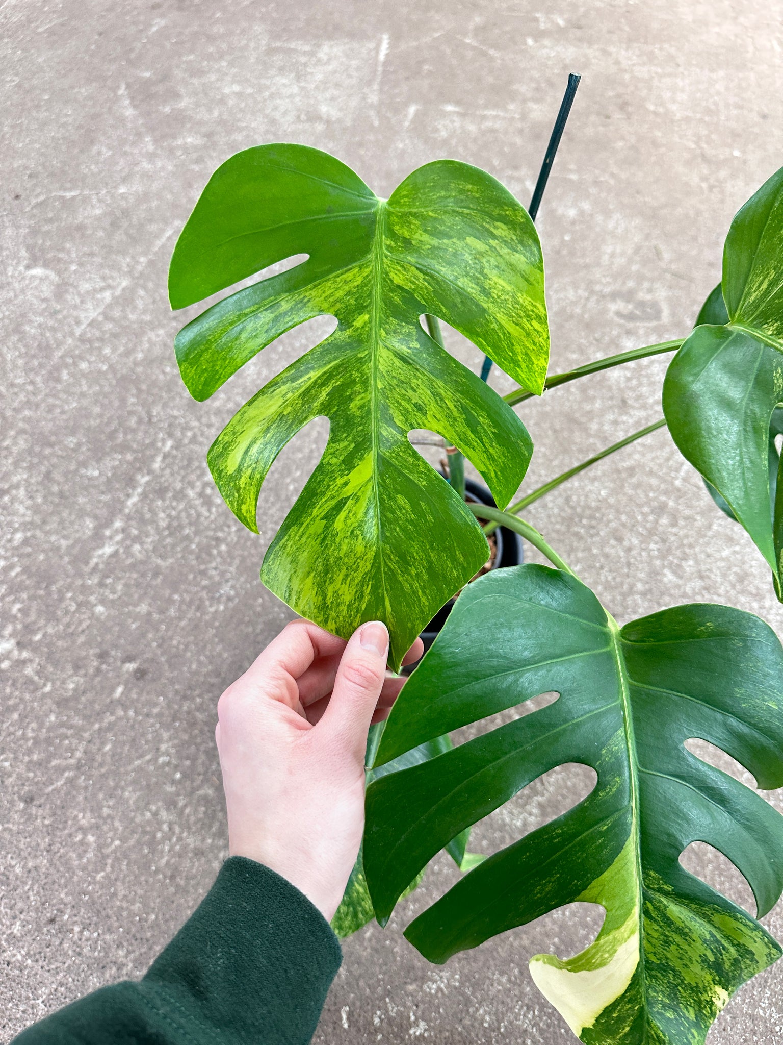 monstera variegata Monstera Deliciosa Aurea Variegata Plant A XL – Kent East Hill Nursery