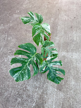 Load image into Gallery viewer, Monstera Albo - Plant B