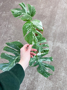 Monstera Albo - Plant B