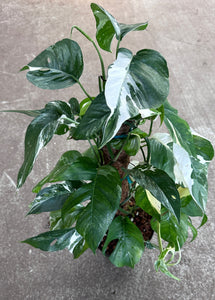 Epipremnum pinnatum variegata 8"
