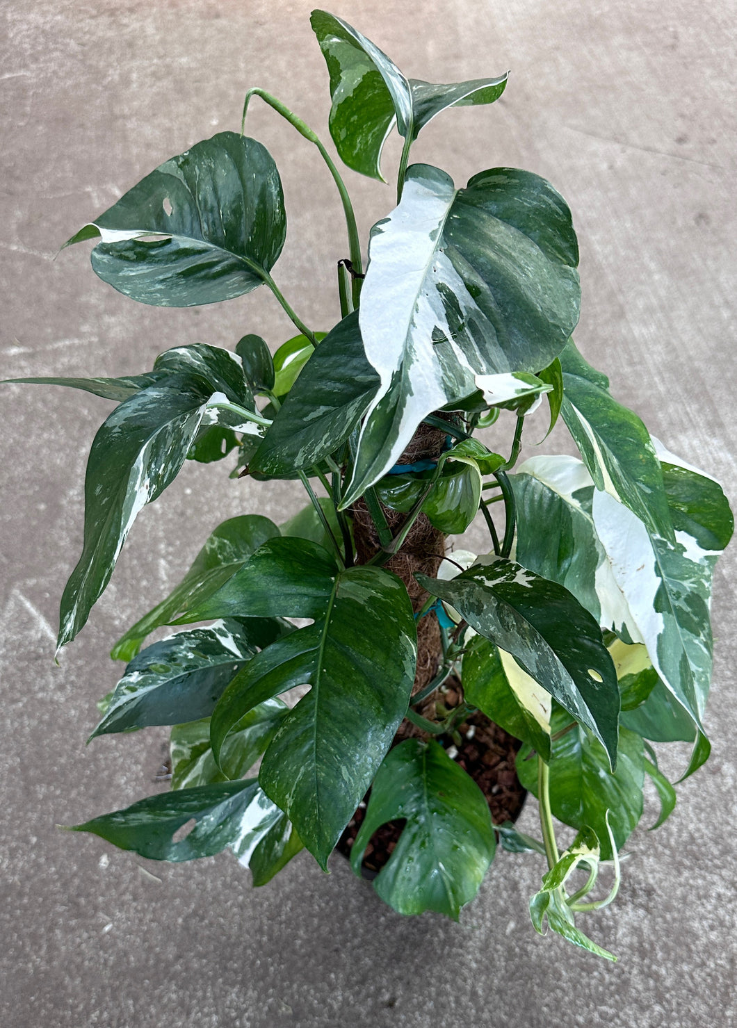 Epipremnum pinnatum variegata 8