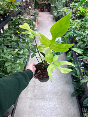Philodendron 'Florida Ghost' 4