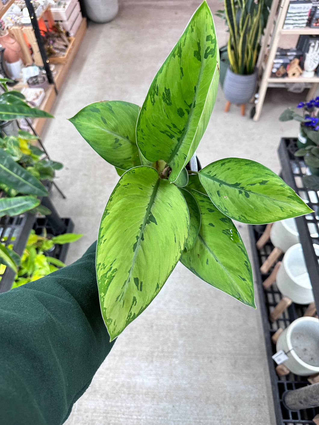 aglaonema selby Homalomena Selby 6"