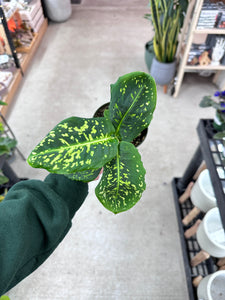 Dieffenbachia 'Reflector' 4"