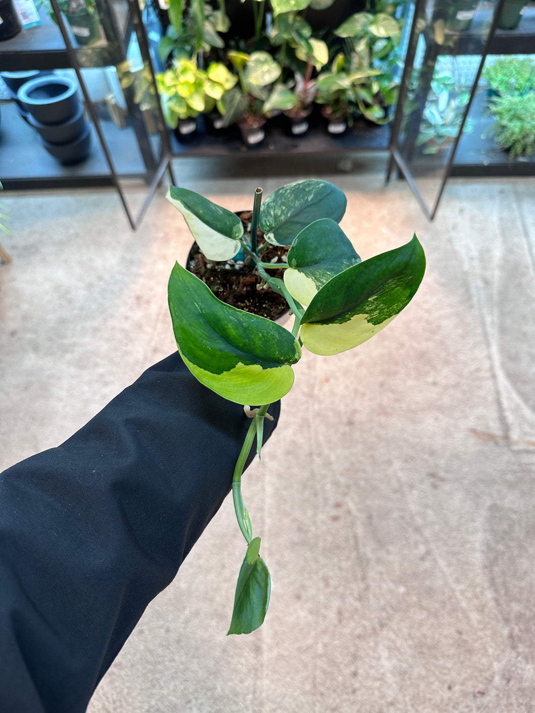 Scindapsus Jade Satin Variegated
