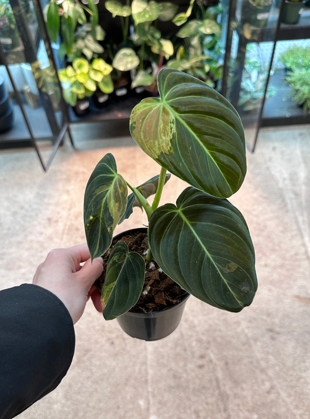 philodendron melanochrysum wymagania Philodendron Melanochrysum Variegata 4"