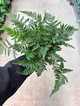 Load image into Gallery viewer, Davallia fejeensis 6&quot; - Rabbit Foot Fern