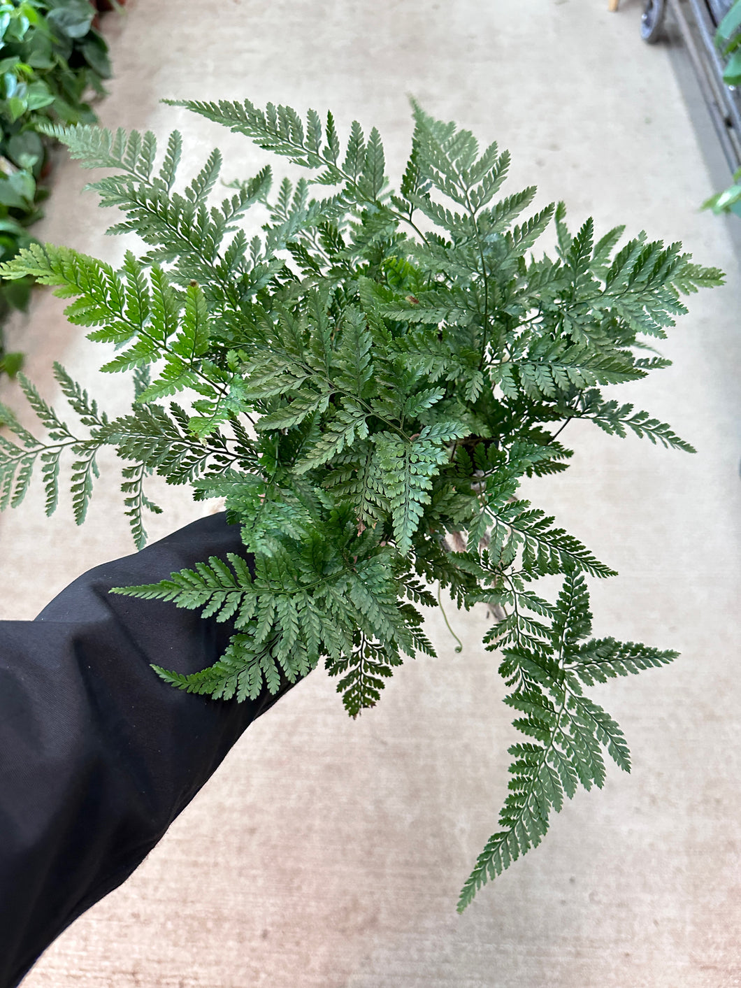 Davallia fejeensis 6