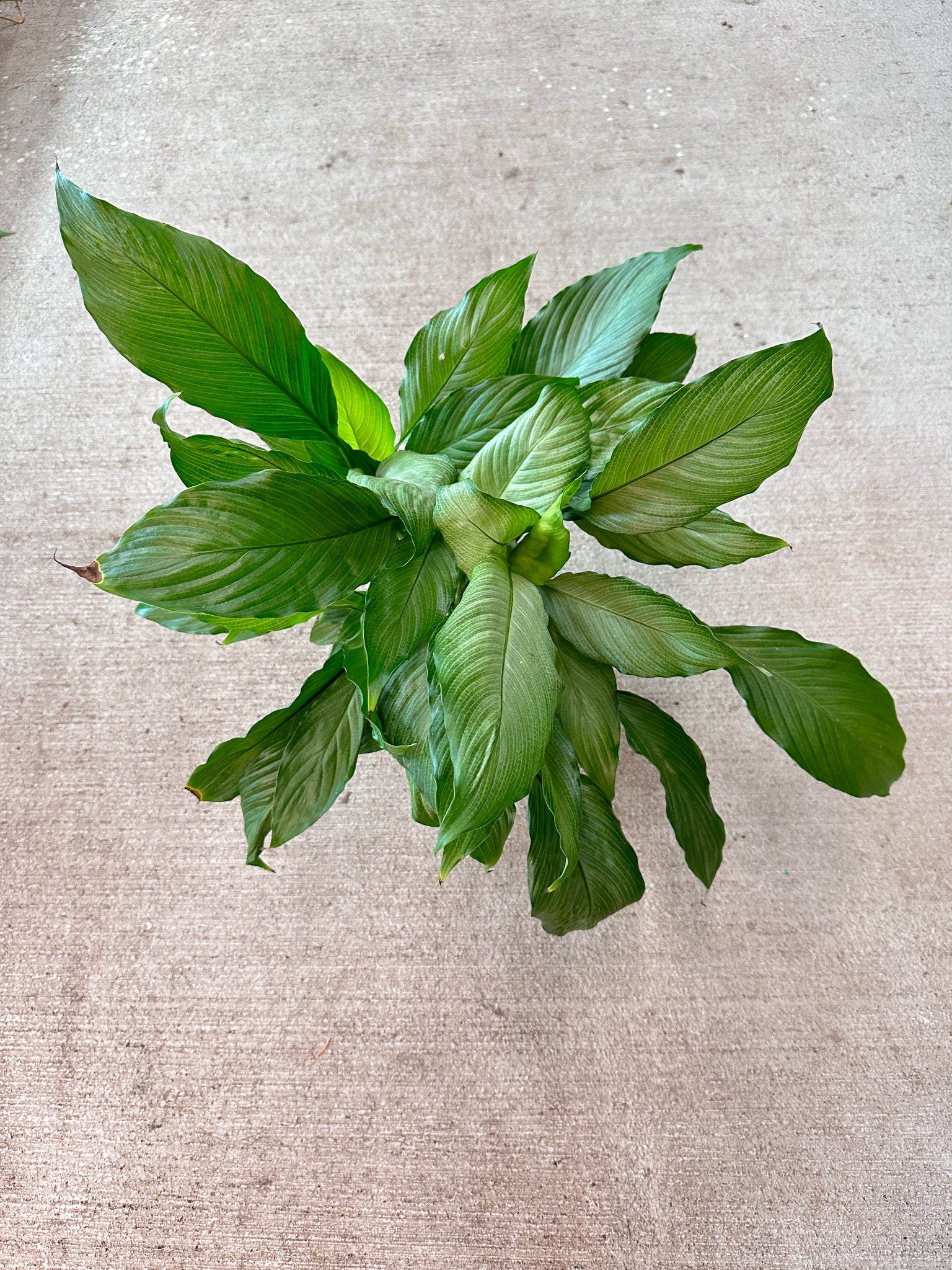 peace lily platinum Spathiphyllum 'Platinum Mist' 6"