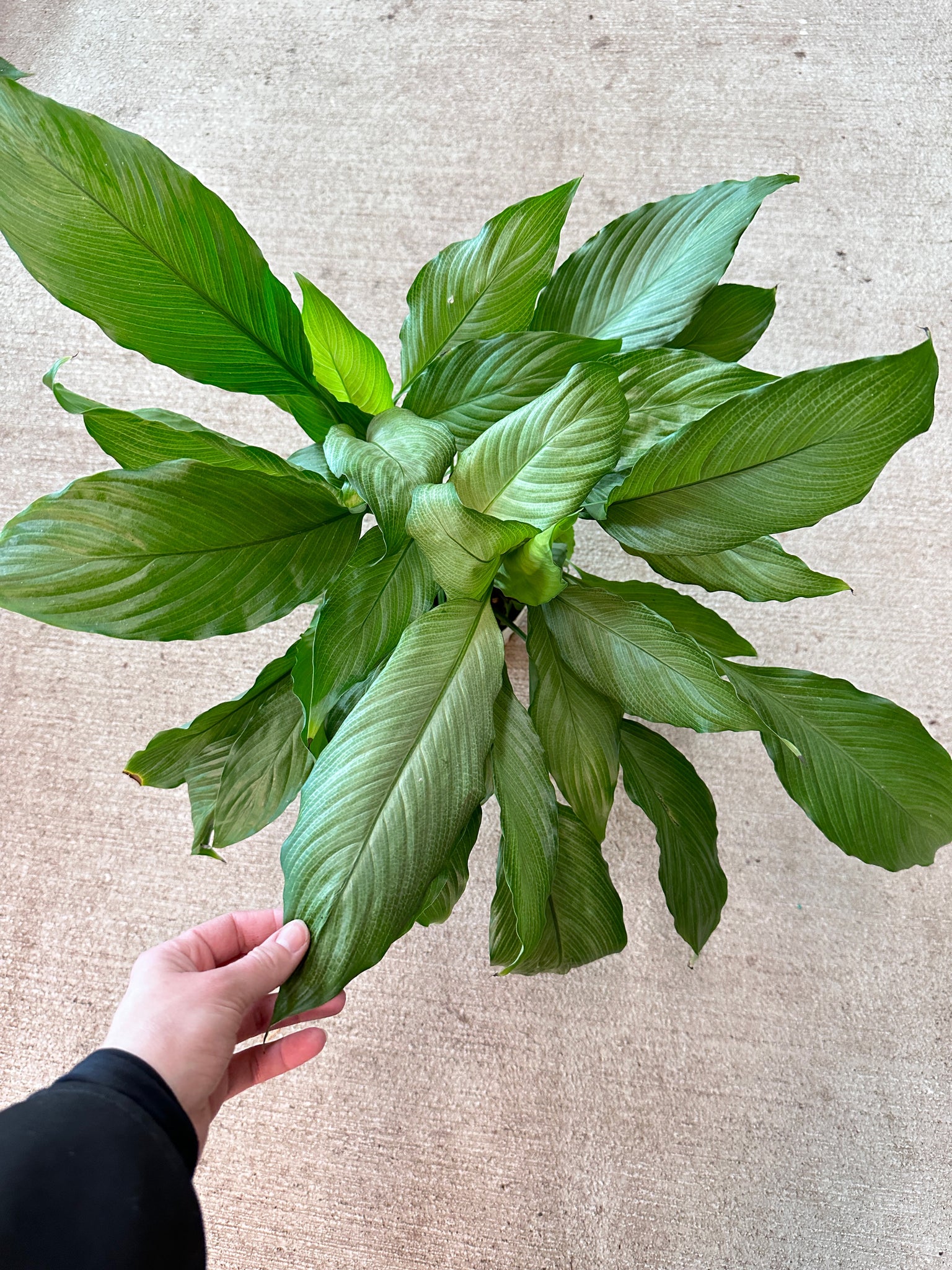 platinum mist peace lily Spathiphyllum 'Platinum Mist' 6"
