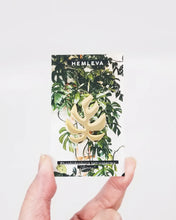 Load image into Gallery viewer, Monstera &#39;Ginny&#39; Pin | HEMLEVA